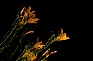Flowering Golds II