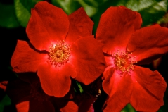 Flowering Reds