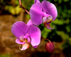Hanging Orchids