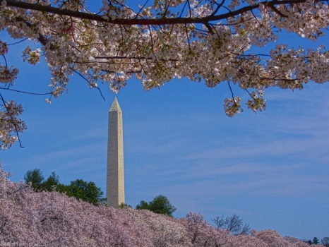 A Capital Cherry Blossom I
