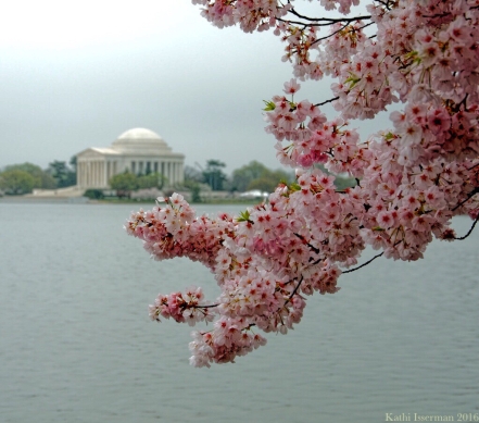 A Capital Cherry Blossom II
